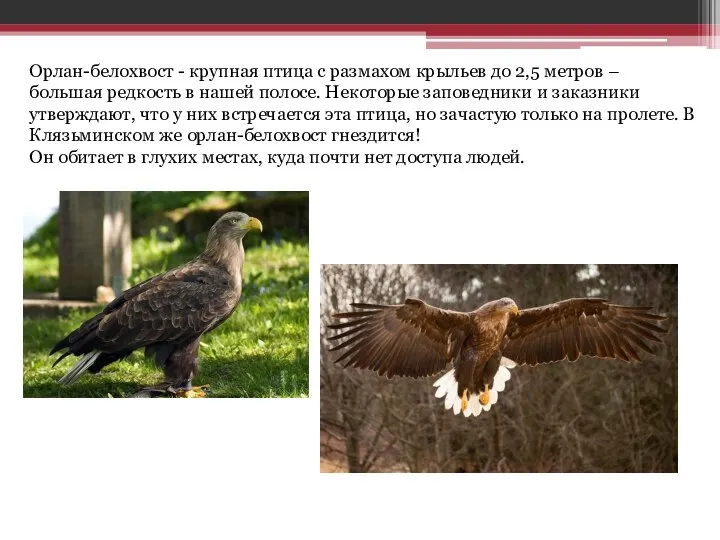 Орлан-белохвост - крупная птица с размахом крыльев до 2,5 метров – большая