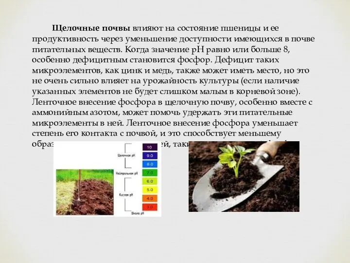 Щелочные почвы влияют на состояние пшеницы и ее продуктивность через уменьшение доступности