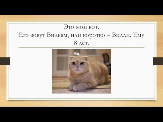 Это мой кот. Его зовут Вильям, или коротко – Вилли. Ему 8 лет.