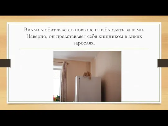 Вилли любит залезть повыше и наблюдать за нами. Наверно, он представляет себя хищником в диких зарослях.