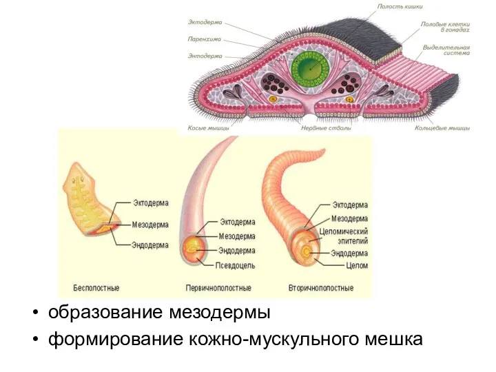 образование мезодермы формирование кожно-мускульного мешка