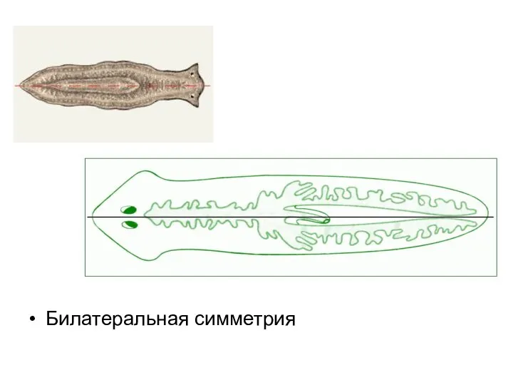 Билатеральная симметрия