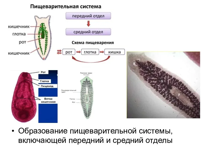 Образование пищеварительной системы, включающей передний и средний отделы