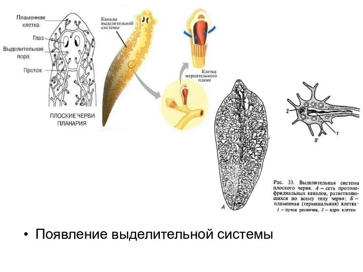 Появление выделительной системы