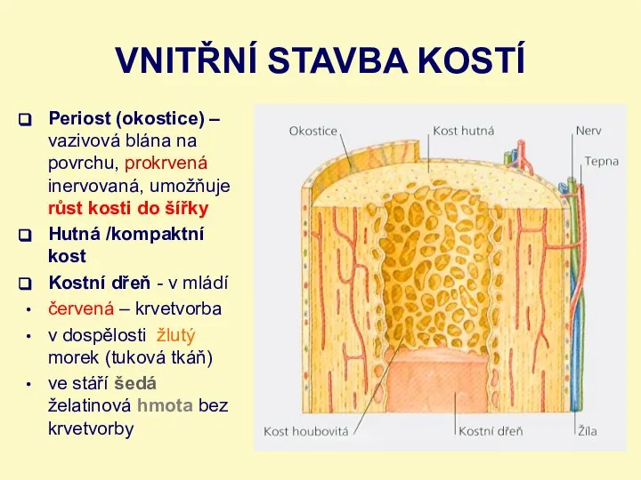 VNITŘNÍ STAVBA KOSTÍ Periost (okostice) – vazivová blána na povrchu, prokrvená inervovaná,