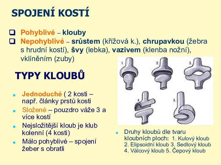 TYPY KLOUBŮ Jednoduché ( 2 kosti – např. články prstů kosti Složené