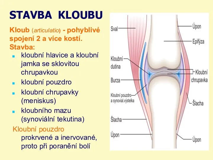 STAVBA KLOUBU kloubní hlavice a kloubní jamka se sklovitou chrupavkou kloubní pouzdro