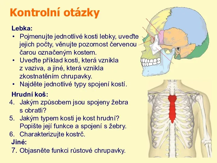 Kontrolní otázky Lebka: Pojmenujte jednotlivé kosti lebky, uveďte jejich počty, věnujte pozornost