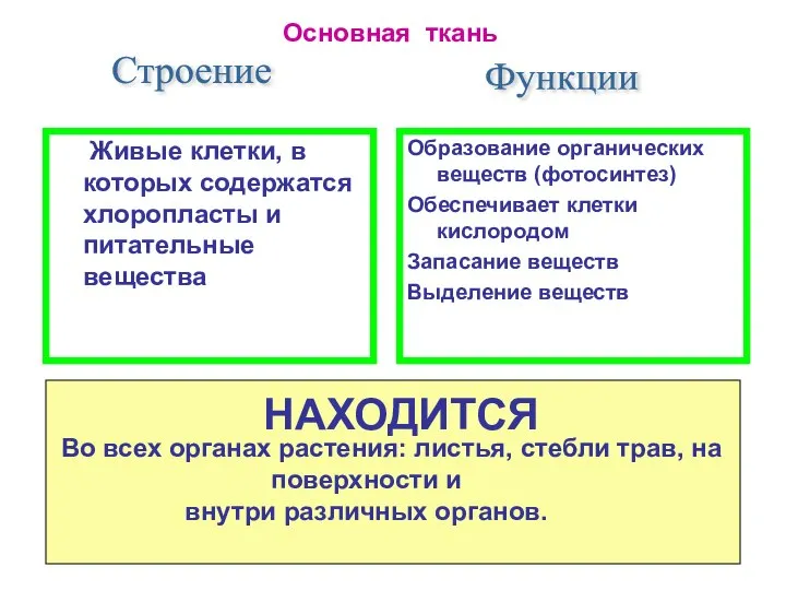 Образование органических веществ (фотосинтез) Обеспечивает клетки кислородом Запасание веществ Выделение веществ Строение