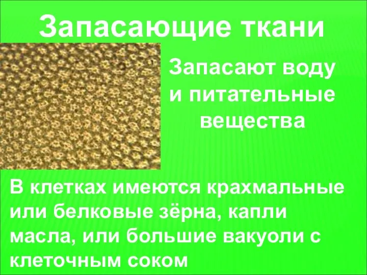 Запасающие ткани Запасают воду и питательные вещества В клетках имеются крахмальные или