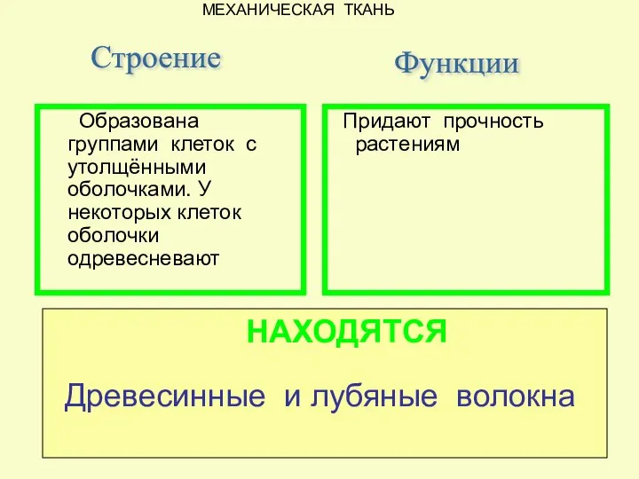 Придают прочность растениям Строение Образована группами клеток с утолщёнными оболочками. У некоторых