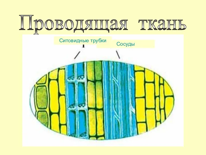 Проводящая ткань