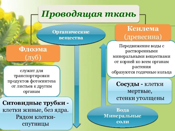 Флоэма (луб) Проводящая ткань Вода Минеральные соли Органические вещества служит для транспортировки