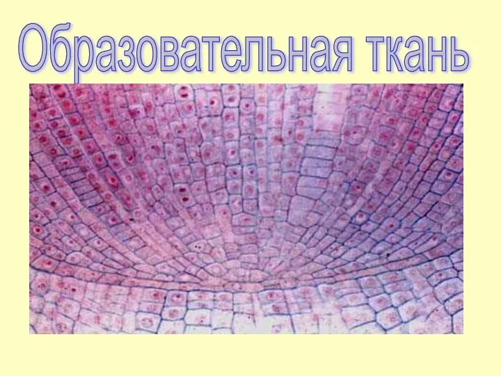 Образовательная ткань