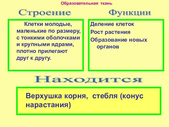 Клетки молодые, маленькие по размеру, с тонкими оболочками и крупными ядрами, плотно