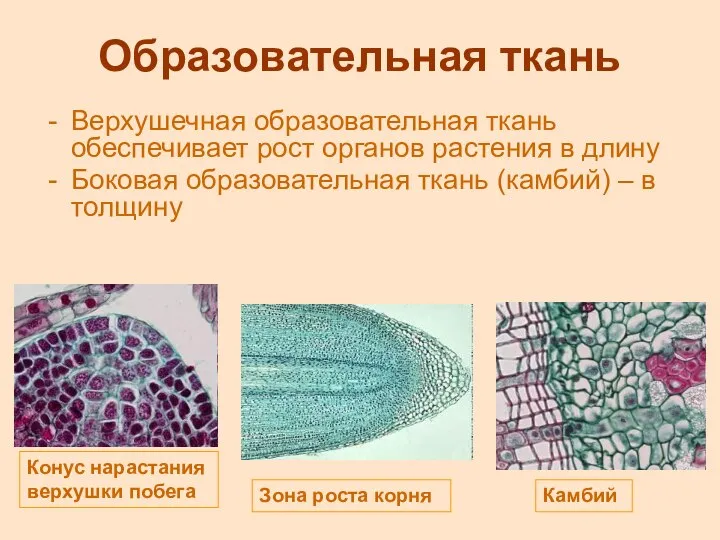 Образовательная ткань Верхушечная образовательная ткань обеспечивает рост органов растения в длину Боковая