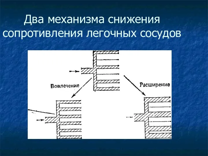 Два механизма снижения сопротивления легочных сосудов