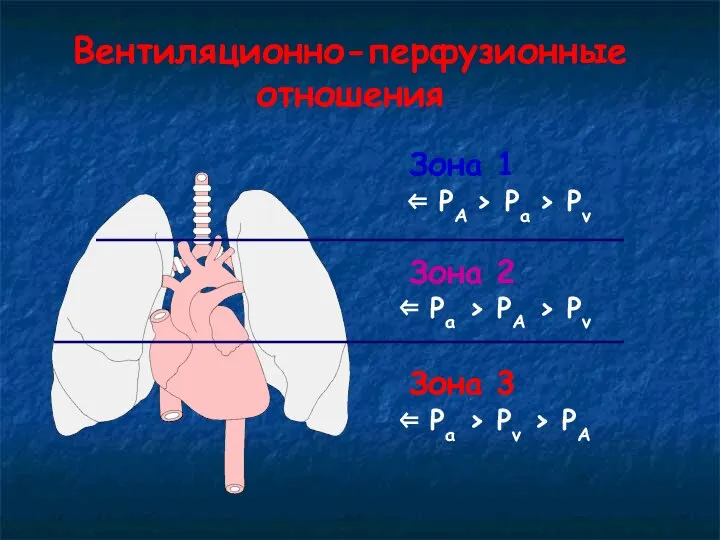 Вентиляционно-перфузионные отношения Зона 1 ⇐ PA > Pa > Pv Зона 2