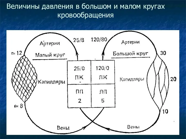 Величины давления в большом и малом кругах кровообращения