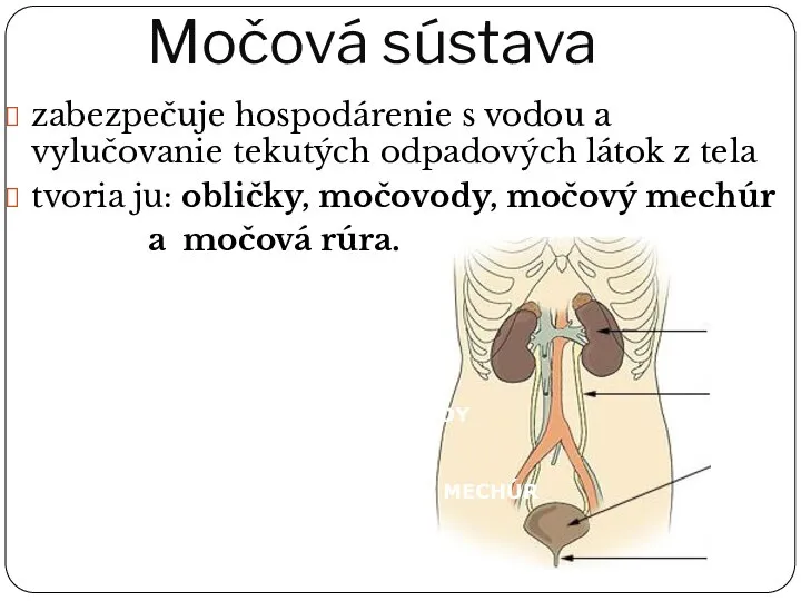 Močová sústava zabezpečuje hospodárenie s vodou a vylučovanie tekutých odpadových látok z