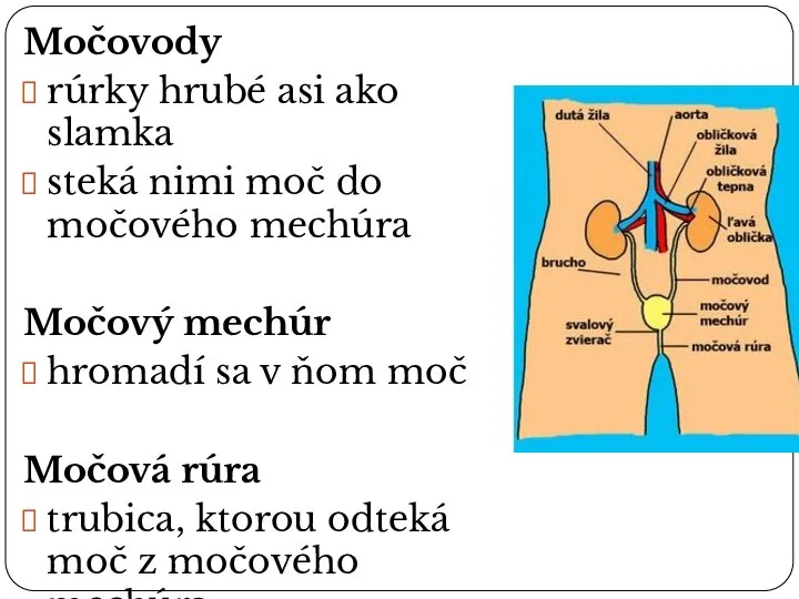 Močovody rúrky hrubé asi ako slamka steká nimi moč do močového mechúra