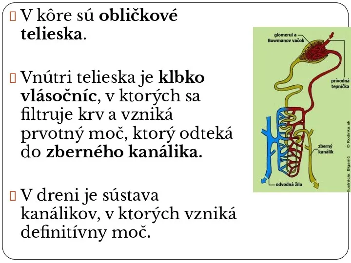 V kôre sú obličkové telieska. Vnútri telieska je klbko vlásočníc, v ktorých