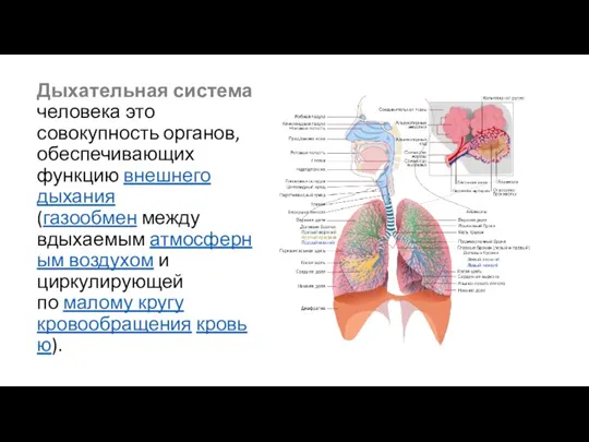 Дыхательная система человека это совокупность органов, обеспечивающих функцию внешнего дыхания (газообмен между