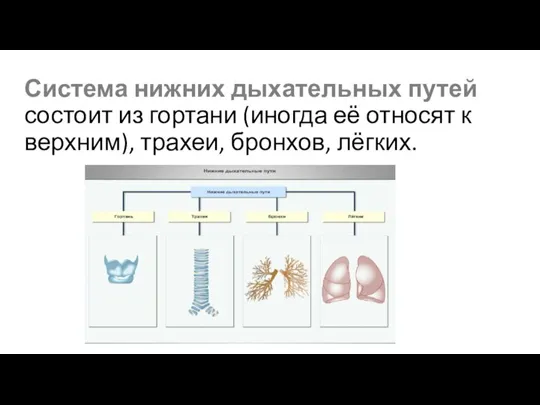 Система нижних дыхательных путей состоит из гортани (иногда её относят к верхним), трахеи, бронхов, лёгких.