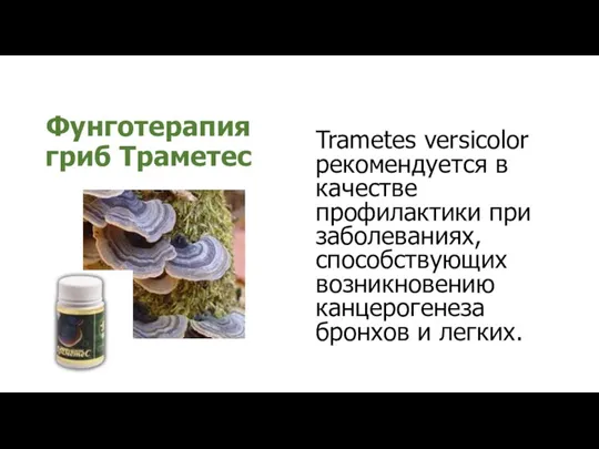Фунготерапия гриб Траметес Trametes versicolor рекомендуется в качестве профилактики при заболеваниях, способствующих