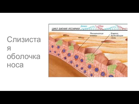 Слизистая оболочка носа