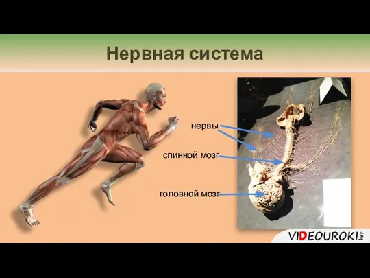 Нервная система головной мозг спинной мозг нервы