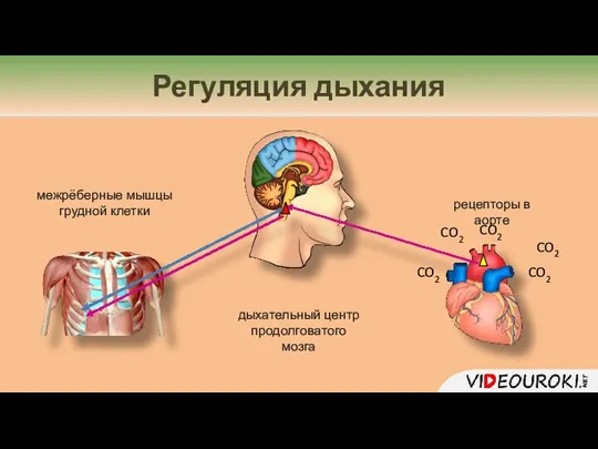 Регуляция дыхания межрёберные мышцы грудной клетки дыхательный центр продолговатого мозга рецепторы в