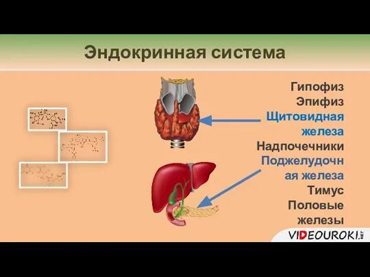 Гипофиз Эпифиз Щитовидная железа Надпочечники Поджелудочная железа Тимус Половые железы Эндокринная система