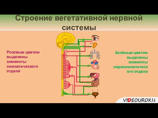 Строение вегетативной нервной системы Розовым цветом выделены элементы симпатического отдела Зелёным цветом выделены элементы парасимпатического отдела