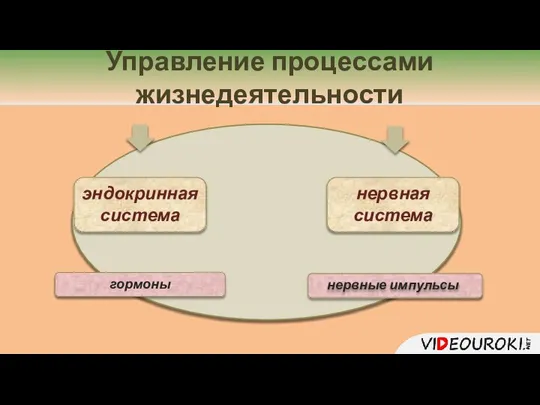 Управление процессами жизнедеятельности эндокринная система нервная система гормоны