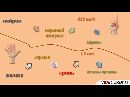 нейрон нервный импульс 432 км/ч адресно железа гормон кровь 1,8 км/ч ко всем органам