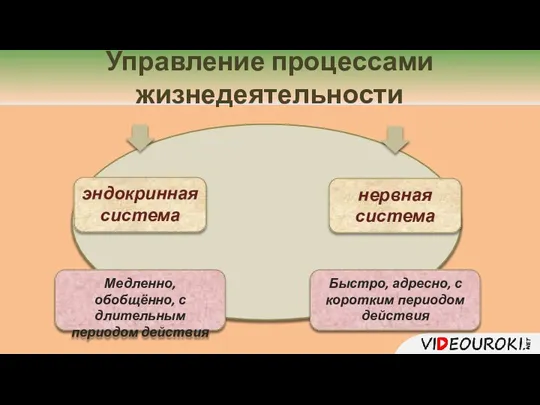 Управление процессами жизнедеятельности эндокринная система нервная система Медленно, обобщённо, с длительным периодом