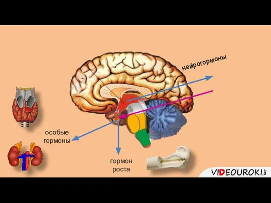 гормон роста особые гормоны нейрогормоны