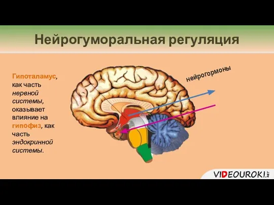 Нейрогуморальная регуляция Гипоталамус, как часть нервной системы, оказывает влияние на гипофиз, как часть эндокринной системы. нейрогормоны