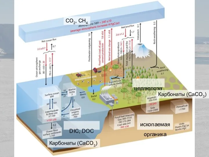 CO2, CH4 целлюлоза ископаемая органика DIC, DOC Карбонаты (CaCO3) Карбонаты (CaCO3)