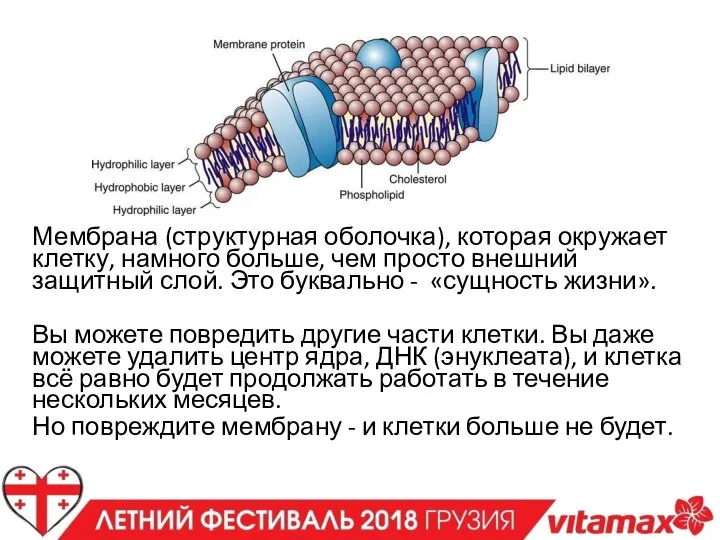 Мембрана (структурная оболочка), которая окружает клетку, намного больше, чем просто внешний защитный