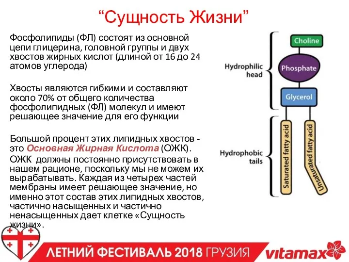 Фосфолипиды (ФЛ) состоят из основной цепи глицерина, головной группы и двух хвостов