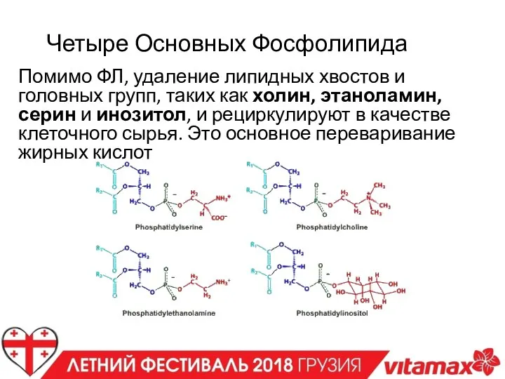 Четыре Основных Фосфолипида Помимо ФЛ, удаление липидных хвостов и головных групп, таких