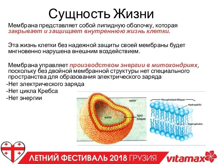 Сущность Жизни Мембрана представляет собой липидную оболочку, которая закрывает и защищает внутреннюю