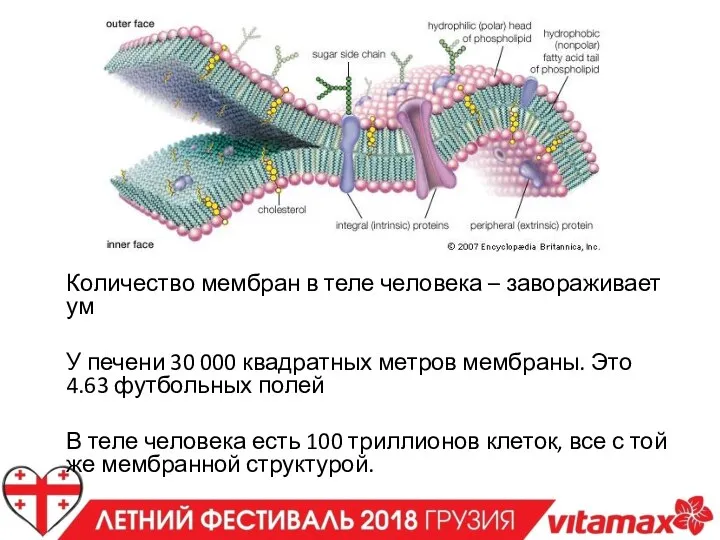 Количество мембран в теле человека – завораживает ум У печени 30 000