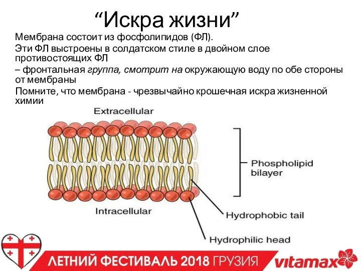 “Искра жизни” Мембрана состоит из фосфолипидов (ФЛ). Эти ФЛ выстроены в солдатском