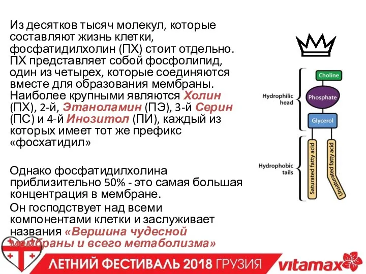 Из десятков тысяч молекул, которые составляют жизнь клетки, фосфатидилхолин (ПХ) стоит отдельно.