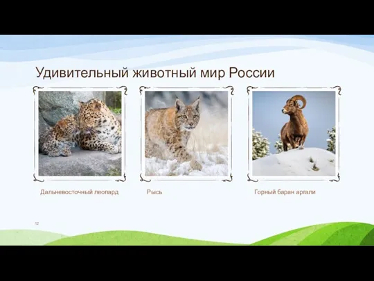Удивительный животный мир России Дальневосточный леопард Рысь Горный баран аргали