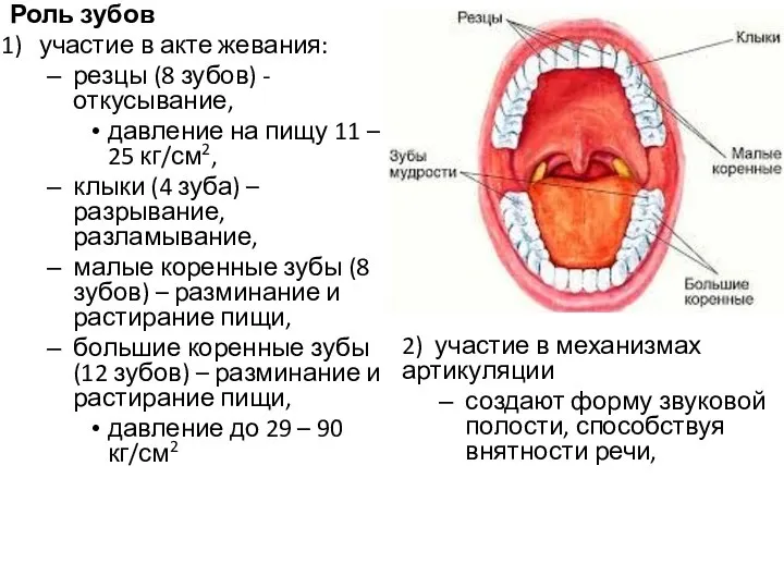 Роль зубов участие в акте жевания: резцы (8 зубов) - откусывание, давление