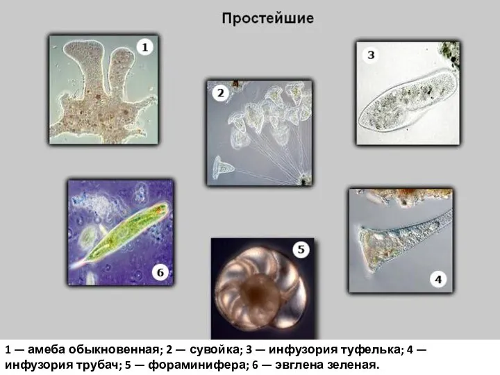 1 — амеба обыкновенная; 2 — сувойка; 3 — инфузория туфелька; 4